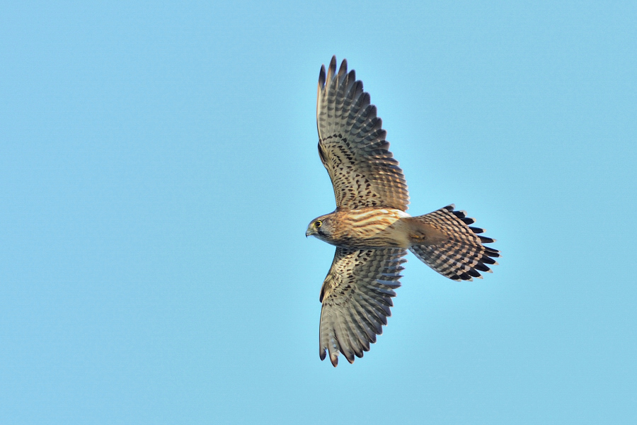 DSC_6012_01.JPG
